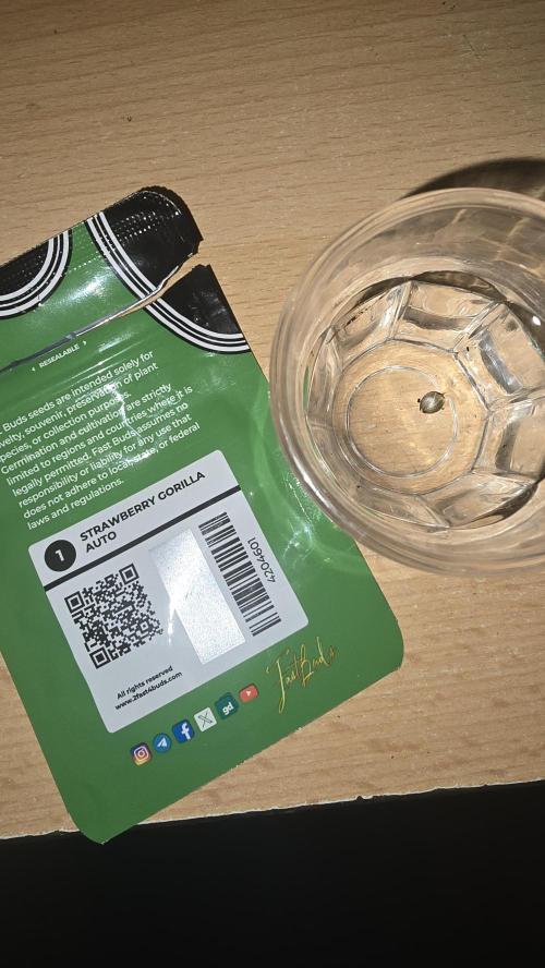 Strawberry Gorilla Auto. Week 0