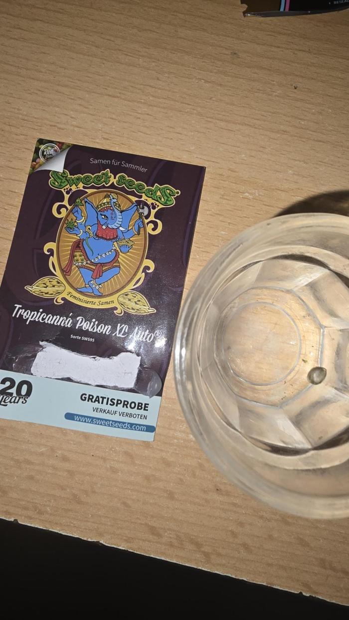 Tropicanna Poison XL Auto. Week 0