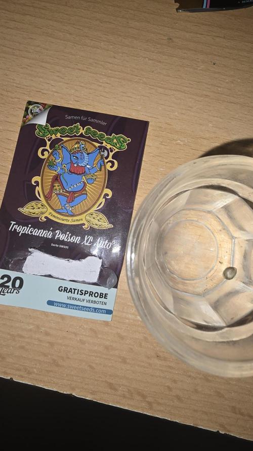 Tropicanna Poison XL Auto. Week 0