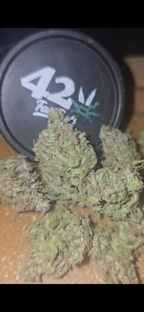 Gorilla Cookies Auto #2. Week 13