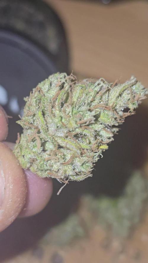 Gorilla Cookies Auto #2