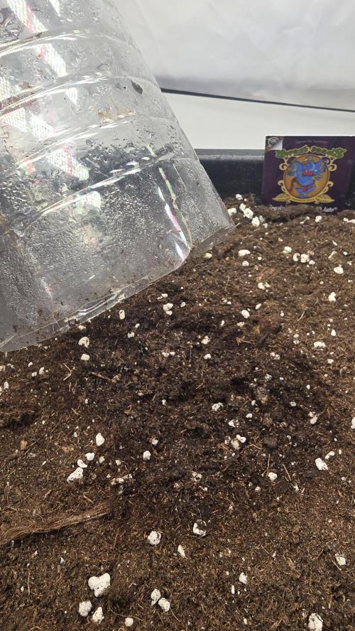 Tropicanna Poison XL Auto. Week 0