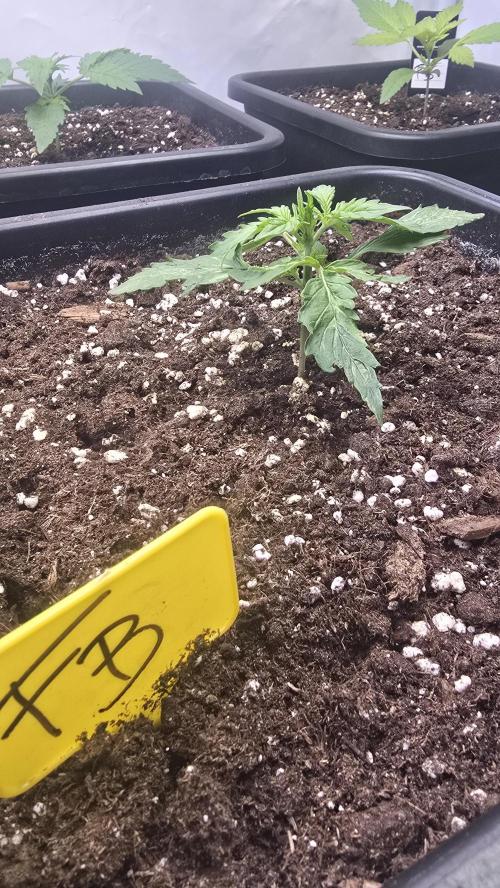 Frostbanger Auto. Week 2