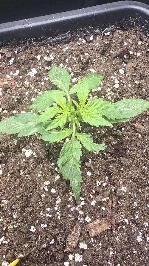 Frostbanger Auto. Week 2