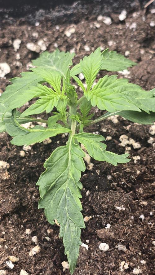 Frostbanger Auto. Week 2