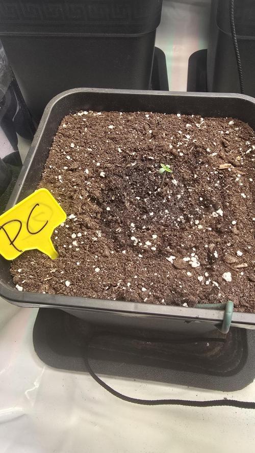 Pound Cake Auto. Week 0