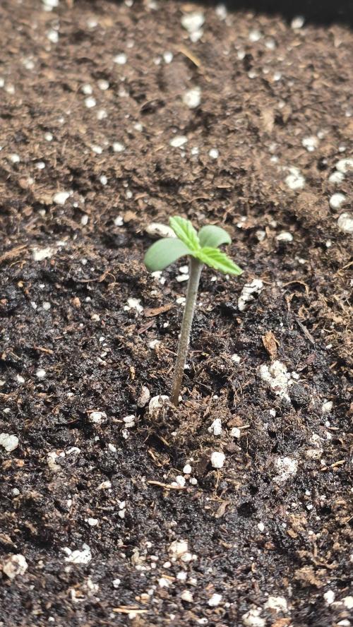 Pound Cake Auto. Week 0