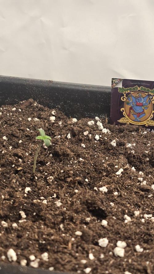 Tropicanna Poison XL Auto. Week 0