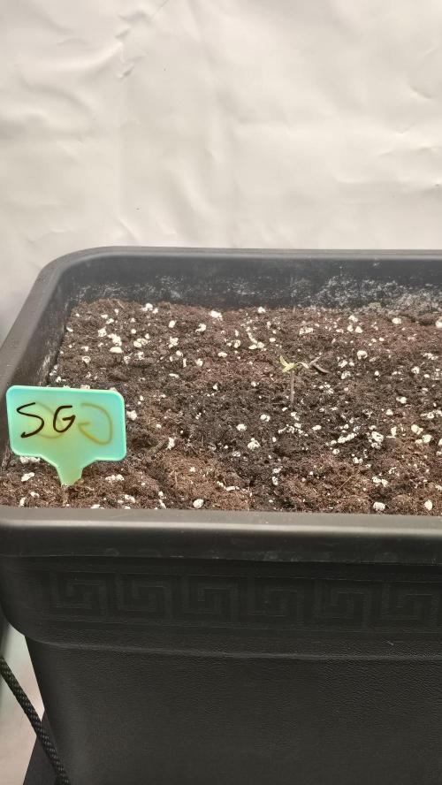 Strawberry Gorilla Auto. Week 0