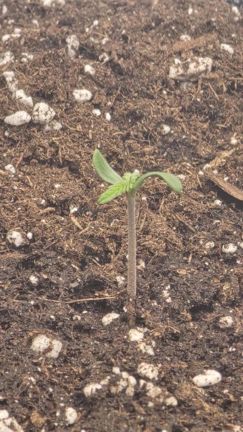 Strawberry Gorilla Auto. Week 0