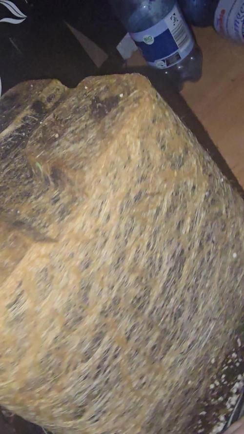 Gorilla Cookies Auto #2