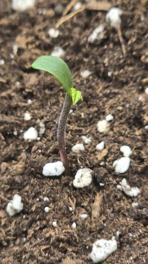 Lemon Cherry Gelato Auto. Week 0