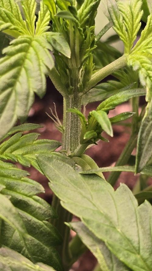 Frostbanger Auto. Week 3