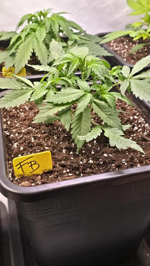 Frostbanger Auto. Week 3