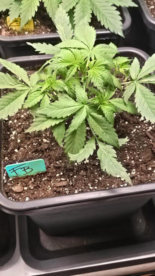 Frostbanger Auto. Week 3