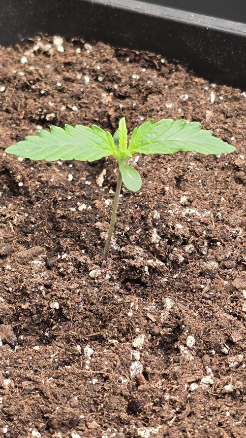 Pound Cake Auto. Week 1