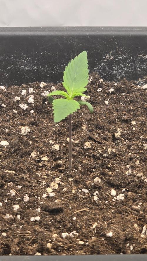 Strawberry Gorilla Auto. Week 1