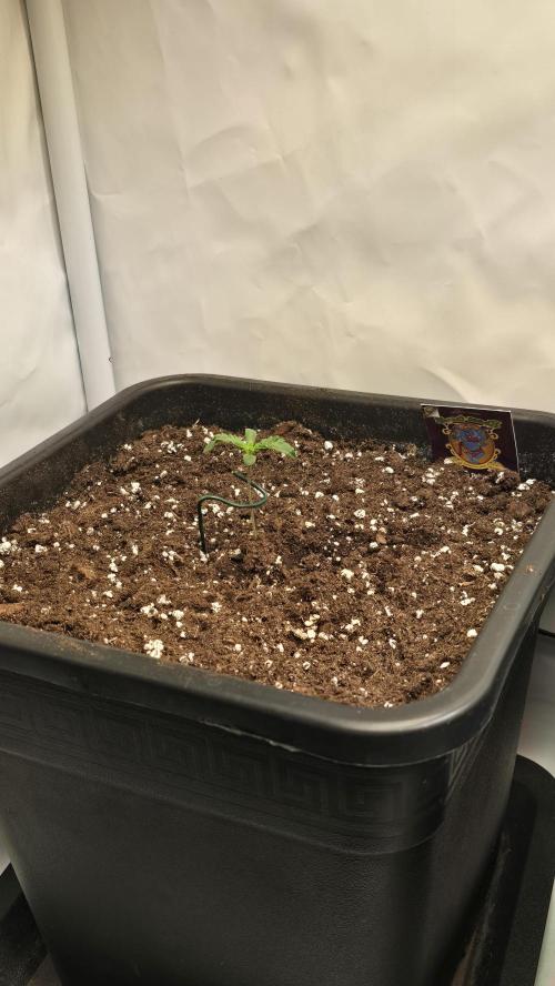 Tropicanna Poison XL Auto. Week 1