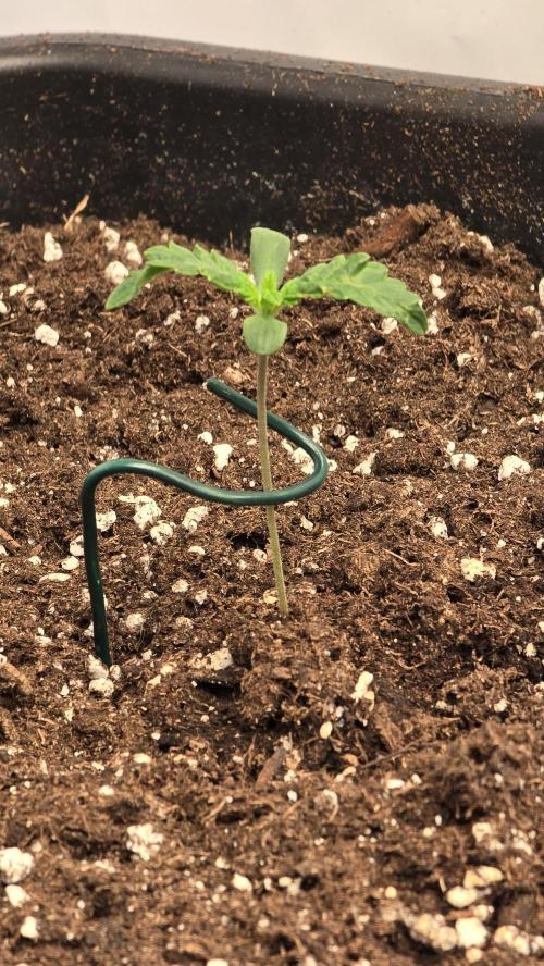 Tropicanna Poison XL Auto. Week 1