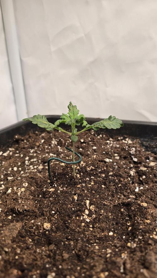 Tropicanna Poison XL Auto. Week 2