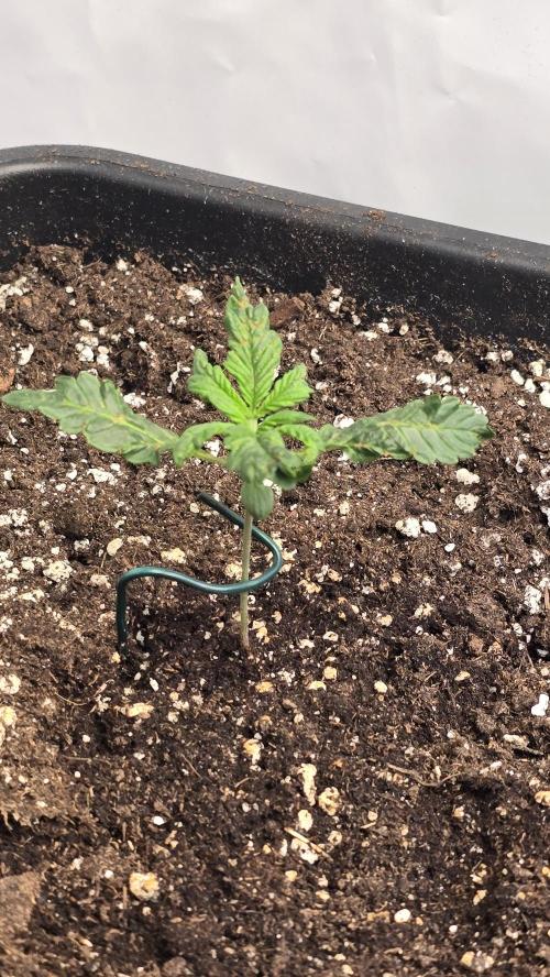 Tropicanna Poison XL Auto. Week 2