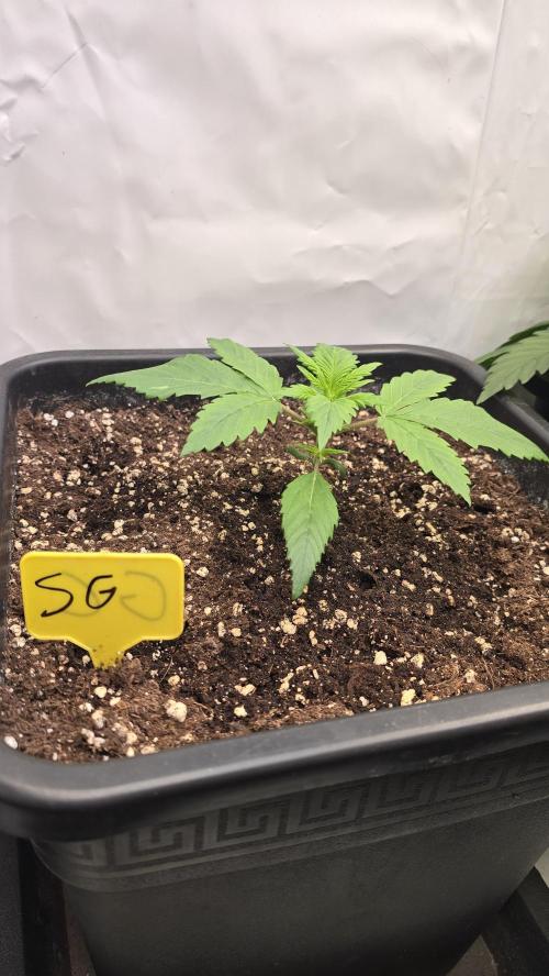 Strawberry Gorilla Auto. Week 2