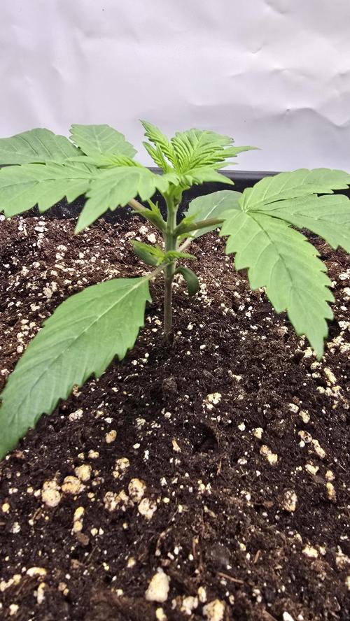 Strawberry Gorilla Auto. Week 2