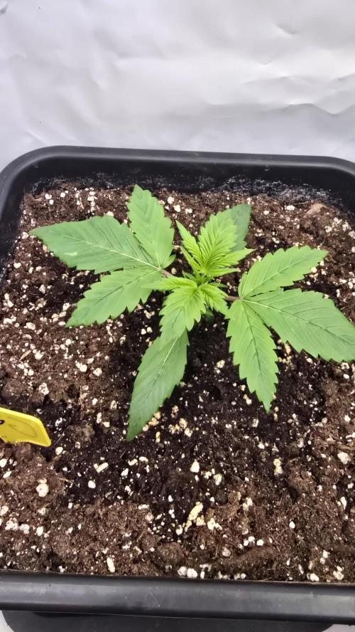 Strawberry Gorilla Auto. Week 2