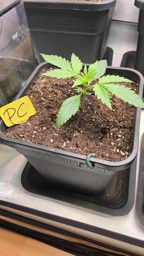 Pound Cake Auto. Week 2
