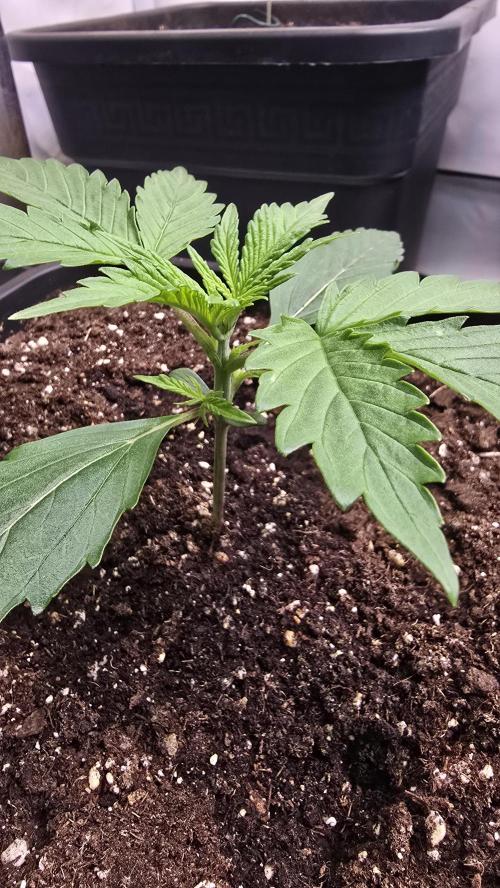 Pound Cake Auto. Week 2