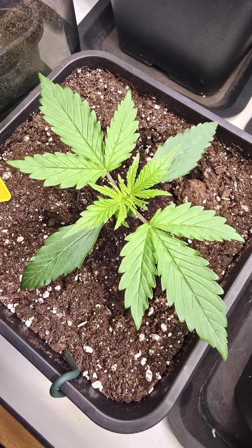 Pound Cake Auto. Week 2