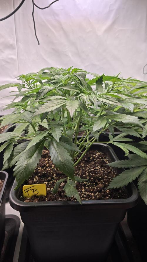 Frostbanger Auto. Week 4