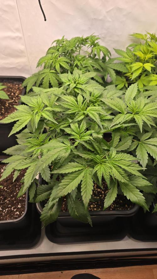 Frostbanger Auto. Week 4