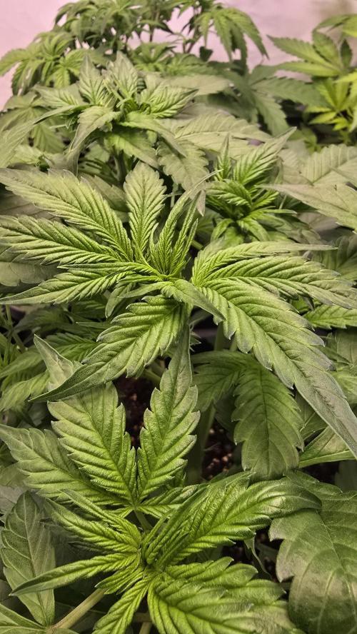 Frostbanger Auto. Week 4