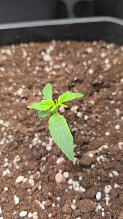 Lemon Cherry Gelato Auto