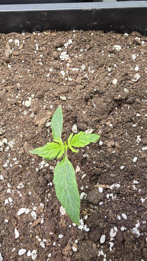 Lemon Cherry Gelato Auto. Week 1