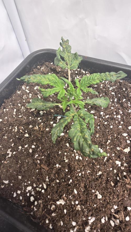 Tropicanna Poison XL Auto. Week 3