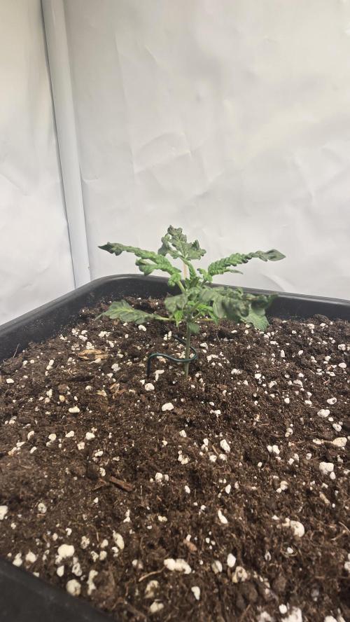 Tropicanna Poison XL Auto. Week 3