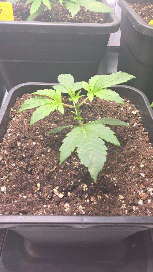 Lemon Cherry Gelato Auto. Week 2