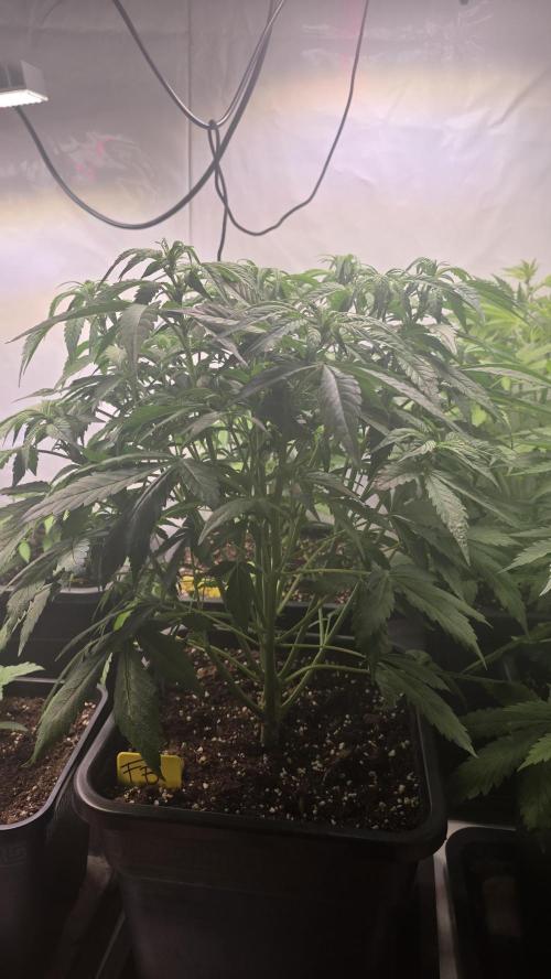 Frostbanger Auto. Week 5