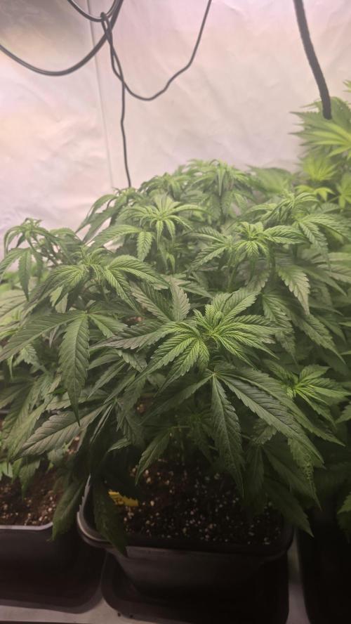 Frostbanger Auto. Week 5