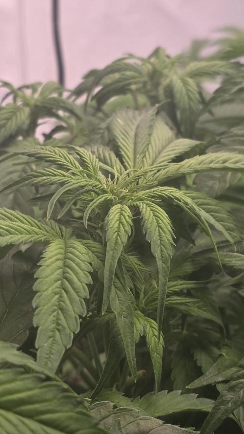 Frostbanger Auto. Week 5