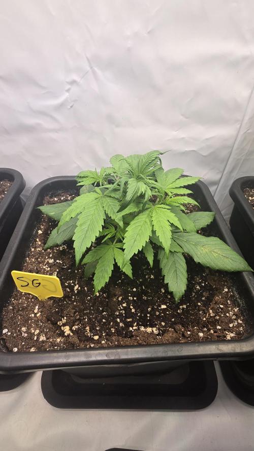 Strawberry Gorilla Auto. Week 3