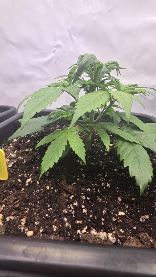 Strawberry Gorilla Auto. Week 3