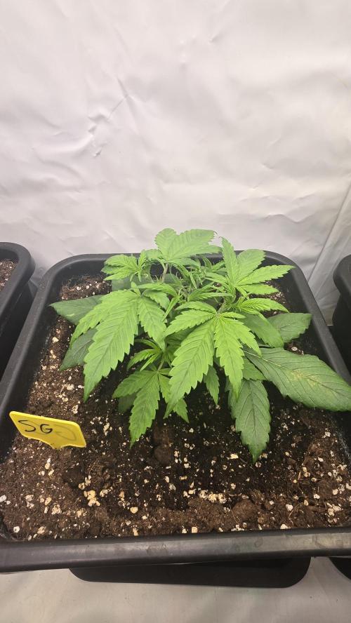 Strawberry Gorilla Auto. Week 3