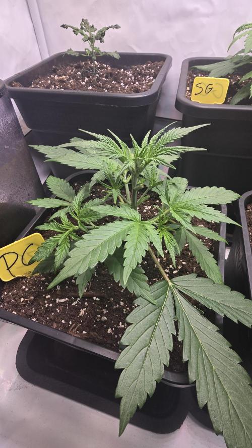 Pound Cake Auto. Week 3