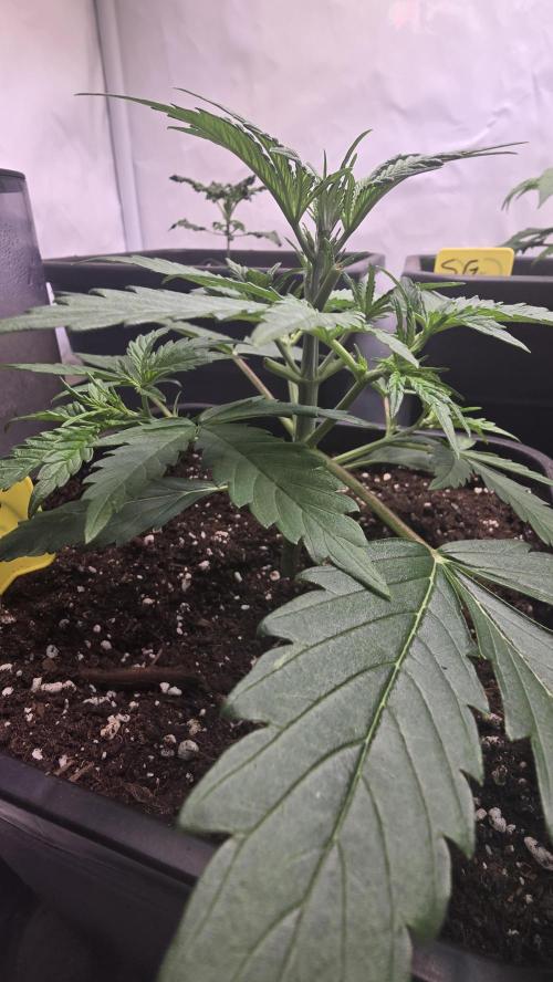 Pound Cake Auto. Week 3
