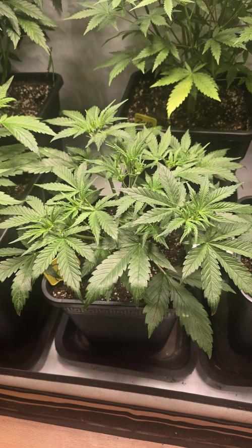 Pound Cake Auto. Week 4