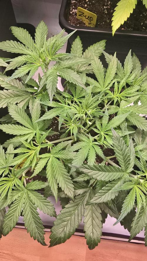 Pound Cake Auto. Week 4