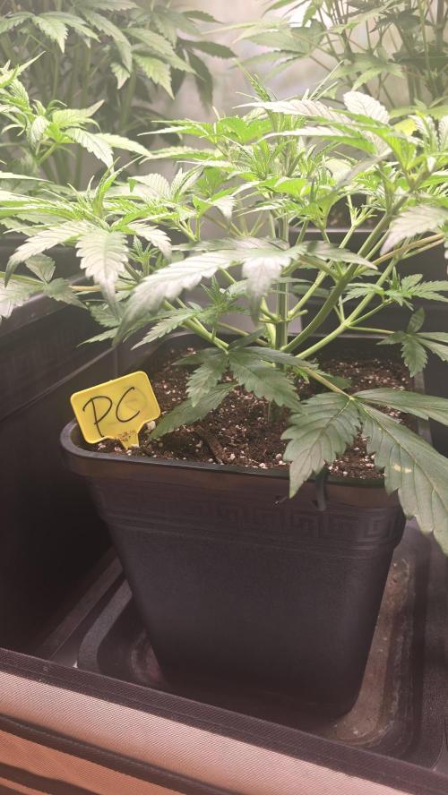 Pound Cake Auto. Week 4